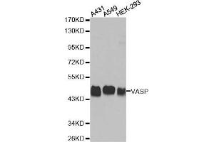 Western blot analysis of extracts of various cell lines, using VASP antibody. (VASP antibody)