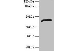 Western blot All lanes: ADH7 antibody at 2 μg/mL + Mouse liver tissue Secondary Goat polyclonal to rabbit IgG at 1/10000 dilution Predicted band size: 42, 43 kDa Observed band size: 42 kDa (ADH7 antibody  (AA 1-386))
