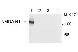 Image no. 2 for anti-Glutamate Receptor, Ionotropic, N-Methyl D-Aspartate 1 (GRIN1) (Variant N1) antibody (ABIN305686)