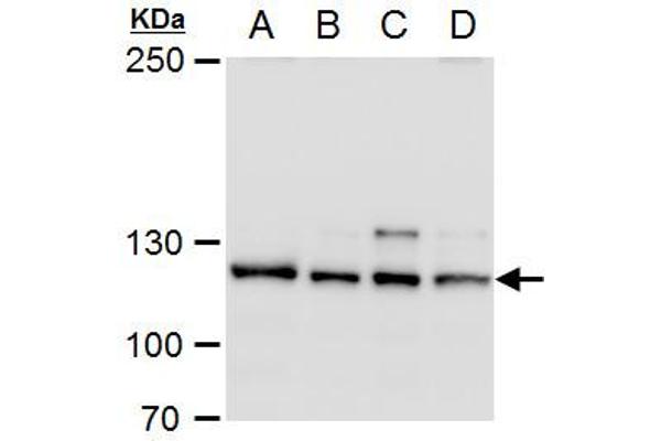 OGT antibody