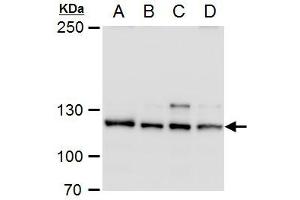 WB Image O-GlcNAc transferase antibody detects O-GlcNAc transferase protein by western blot analysis.