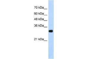 WB Suggested Anti-SOX15 Antibody Titration:  1. (SOX15 antibody  (Middle Region))