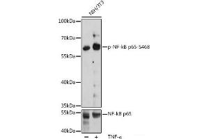 Western blot analysis of extracts of NIH/3T3 cells using Phospho-RELA(S468) Polyclonal Antibody at dilution of 1:2000. (NF-kB p65 antibody  (pSer468))