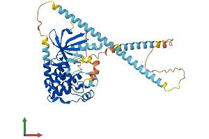 AlphaFold protein structure predicition of Human Recombinant NEK2 Protein, UniprotID P51955