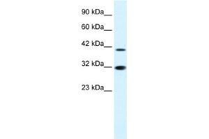 WB Suggested Anti-IRF2 Antibody Titration:  0. (IRF2 antibody  (N-Term))