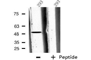 Western blot analysis of extracts from 293 cells, using CPA5 antibody. (CPA5 antibody  (Internal Region))