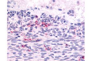 Anti-LPHN2 antibody IHC of human ovary, Graafian follicle. (LPHN2 antibody  (N-Term))