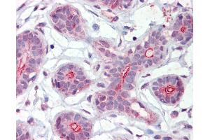 Anti-DAPK2 antibody IHC of human breast. (DAPK2 antibody  (AA 359-370))