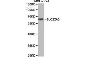 Western Blotting (WB) image for anti-Solute Carrier Family 22 Member 5 (SLC22A5) antibody (ABIN1874815)