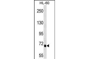 Western blot analysis in HL-60 cell line lysates (35ug/lane). (IL1RAPL2 antibody  (AA 376-405))