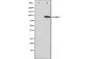 Western blot analysis on HeLa cell lysate using Cullin 1 Antibody,The lane on the left is treated with the antigen-specific peptide.