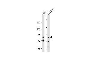 All lanes : Anti-G2E3 Antibody (Center) at 1:2000 dilution Lane 1: Hela whole cell lysate Lane 2: 293T/17 whole cell lysate Lysates/proteins at 20 μg per lane. (G2E3 antibody  (AA 226-252))
