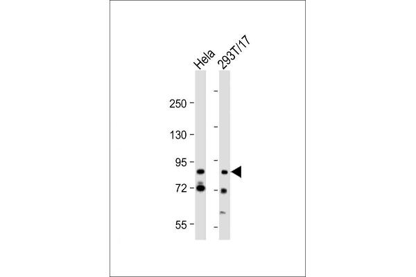 G2E3 anticorps  (AA 226-252)