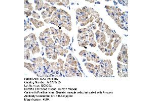Human Muscle (TLX2 antibody  (C-Term))
