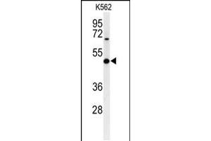 Western blot analysis of B3GAT1 Antibody in K562 cell line lysates (35ug/lane) (CD57 antibody  (N-Term))