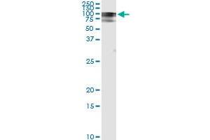 Immunoprecipitation of RALBP1 transfected lysate using anti-RALBP1 monoclonal antibody and Protein A Magnetic Bead , and immunoblotted with RALBP1 MaxPab rabbit polyclonal antibody. (RALBP1 antibody  (AA 1-655))