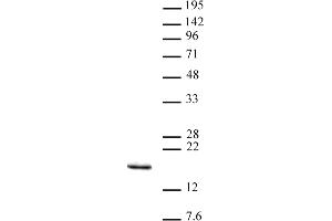 Histone H3K14me3 antibody (pAb) tested by Western blot. (Histone 3 antibody  (3meLys14))