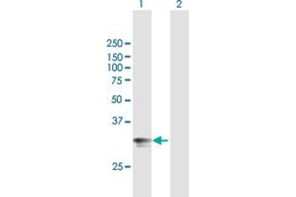 HLA-DPA1 antibody  (AA 1-260)