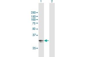 Western Blot analysis of HLA-DPA1 expression in transfected 293T cell line by HLA-DPA1 MaxPab polyclonal antibody.