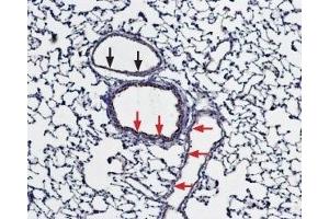 Expression of Bestrophin-1 in rat lung - Immunohistochemical staining of paraffin embedded rat lung sections using Anti-Bestrophin-1 (extracellular) Antibody (ABIN7042964, ABIN7043934 and ABIN7043935), (1:100). (Bestrophin 1 antibody  (3rd Extracellular Loop))