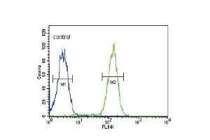 Flow cytometric analysis of MDA-MB435 cells (right histogram) compared to a negative control cell (left histogram). (SLC9A3R1 antibody  (AA 168-197))