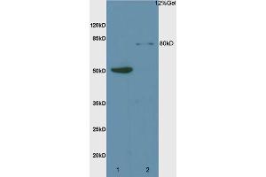 L1 rat liver lysates L2 rat brain lysates probed with Anti Mre11/HNGS1 Polyclonal Antibody, Unconjugated (ABIN747293) at 1:200 overnight at 4 °C. (Mre11 antibody  (AA 451-550))