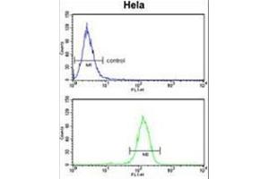BCL3 Antibody (Center) flow cytometry analysis of Hela cells (bottom histogram) compared to a negative control cell (top histogram). (BCL3 antibody  (Middle Region))