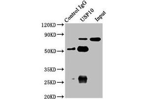 Immunoprecipitating USP10 in A549 whole cell lysate Lane 1: Rabbit control IgG instead of ABIN7174250 in A549 whole cell lysate. (USP1 antibody  (AA 453-592))