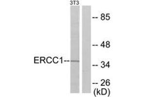 Western Blotting (WB) image for anti-Excision Repair Cross Complementing Polypeptide-1 (ERCC1) (AA 141-190) antibody (ABIN2889192) (ERCC1 antibody  (AA 141-190))