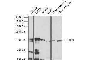 Western blot analysis of extracts of various cell lines, using DDX21 antibody (ABIN6130262, ABIN6139485, ABIN6139487 and ABIN6222815) at 1:1000 dilution.