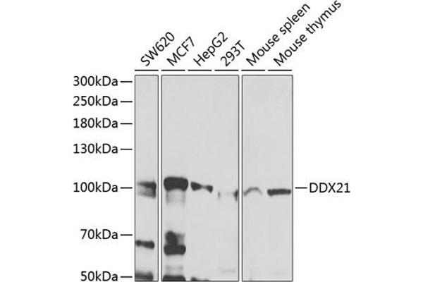 DDX21 抗体  (AA 624-783)
