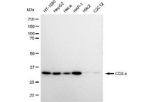 Western blotting analysis using CD8 alpha antibody (ABIN7797987).