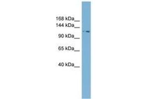 Image no. 1 for anti-Tetratricopeptide Repeat Domain 17 (TTC17) (AA 107-156) antibody (ABIN6742155) (TTC17 antibody  (AA 107-156))