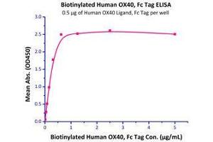 Immobilized Human OX40 Ligand, Fc Tag (Cat# OXL-H526x) at 5 μg/mL (100 μl/well) can bind Biotinylated Human OX40, Fc Tag (Cat# OX0-H82F7) with a linear range of 0. (TNFRSF4 Protein (AA 29-216) (Fc Tag,AVI tag,Biotin))