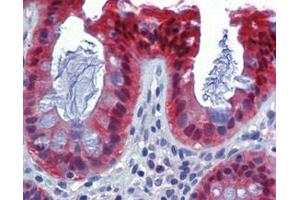IHC Analysis: Human colon tissue stained with Caspase-7, mAb (10-1-62) at 10 μg/mL. (Caspase 7 antibody)