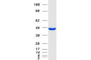 Western Blotting (WB) image for SH3-Domain GRB2-Like 1 (SH3GL1) protein (Myc-DYKDDDDK Tag) (ABIN2720172)