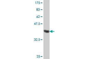 GLDN antibody  (AA 131-240)