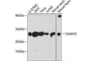 Western blot analysis of extracts of various cell lines using TXNDC9 Polyclonal Antibody at dilution of 1:3000. (TXNDC9 antibody)
