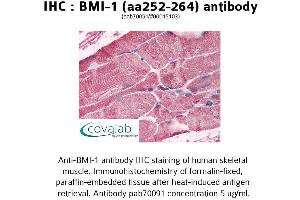 Image no. 1 for anti-BMI1 Polycomb Ring Finger Oncogene (BMI1) (AA 252-264) antibody (ABIN1732355) (BMI1 antibody  (AA 252-264))