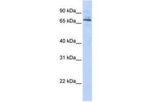 Image no. 1 for anti-Tripartite Motif Containing 6 (TRIM6) (AA 215-264) antibody (ABIN6742507) (TRIM6 antibody  (AA 215-264))