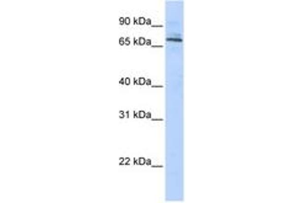 TRIM6 抗体  (AA 215-264)