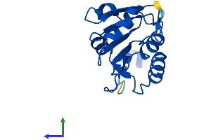 AlphaFold protein structure predicition of Mouse Recombinant Fuom Protein, UniprotID Q8R2K1 (FUOM Protein (AA 1-153) (His tag))