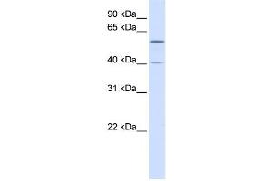 Western Blotting (WB) image for anti-Tripartite Motif Containing 49 (TRIM49) antibody (ABIN2458729)