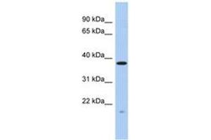 Image no. 1 for anti-RWD Domain Containing 2A (RWDD2A) (AA 35-84) antibody (ABIN6743643) (RWDD2A antibody  (AA 35-84))