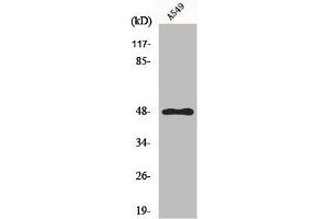 Western Blot analysis of HuvEc cells using GPR83 Polyclonal Antibody (GPR83 antibody  (C-Term))