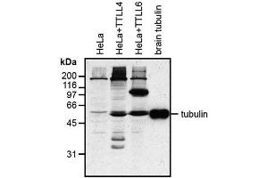 Western blot analysis of protein glutamylation with MAb to polyglutamylation modification (GT335) . (Polyglutamylation antibody)