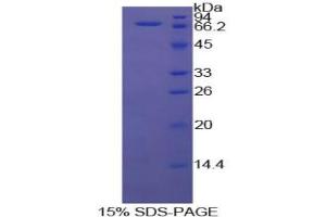SDS-PAGE analysis of Cow HSPA1A Protein. (HSP70 1A Protein)