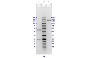 Coomassie stained SDS-PAGE results using Anti-Hemagglutinin (HA) (Mouse) Monoclonal Antibody clone 16E7 separated in a 4-20 % gradient gel.