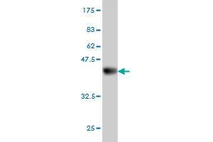 Western Blot detection against Immunogen (37. (CDC42EP2 antibody  (AA 102-210))