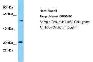 Host: Rabbit Target Name: OR5M10 Sample Type: HT1080 Whole Cell lysates Antibody Dilution: 1. (OR5M10 antibody  (C-Term))
